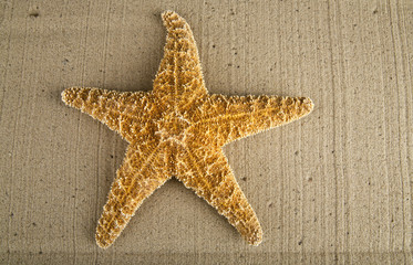 starfish on the sand