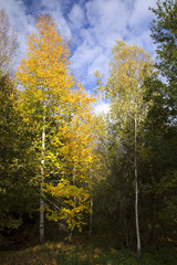 Autumn colors in wild trees