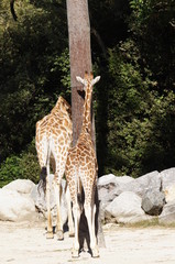 Girafon