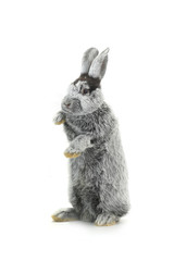 grey rabbit