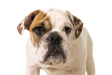 Fototapeta premium young little French Bulldog cub dog looking curious at camera