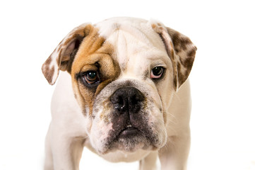 Obraz premium young little French Bulldog cub dog looking curious at camera