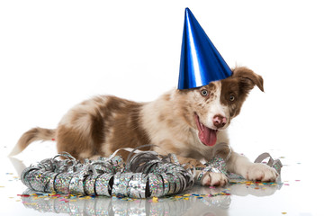 Welpe in Partystimmung