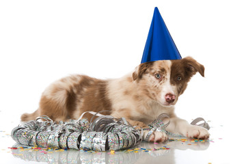Border Collie Welpe
