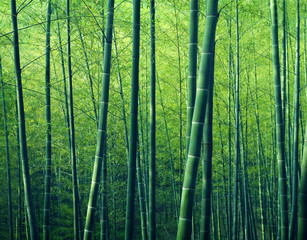 Panele Szklane Podświetlane  Bambusowe drzewa leśne Natura koncepcja