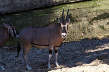 Oryx Beïsa
