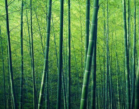 Fototapeta Bamboo Forest Trees Nature Concept