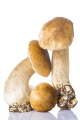 Boletus edulis, hongos frescos aislados sobre fondo blanco