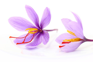 Close up of saffron flowers
