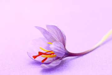 Close up of saffron flowers on purple background © viperagp