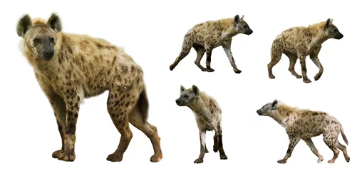 Abwaschbare Fototapete Hyäne Reihe von Hyänen. Auf weißem Hintergrund isoliert