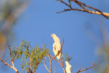 Little Corella (Cacatua sanguinea)  in Darwin,Australia