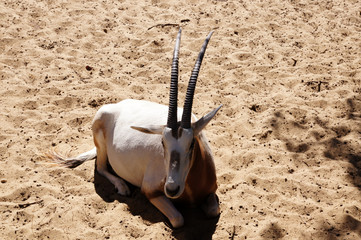 Oryx Algazelle