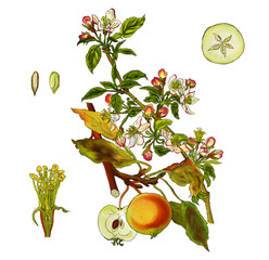 Malus domestica - Kulturapfel
