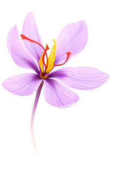 Close up of saffron flower isolated on white background