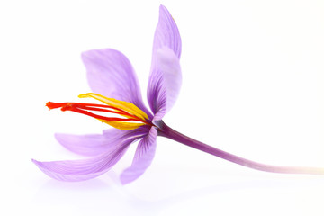 Close up of saffron flower isolated on white background