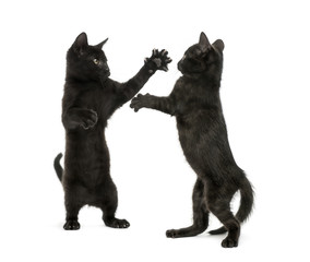 Two black kittens fighting