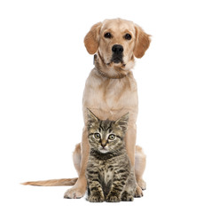 British Longhair kitten sitting in front of a golden retriever