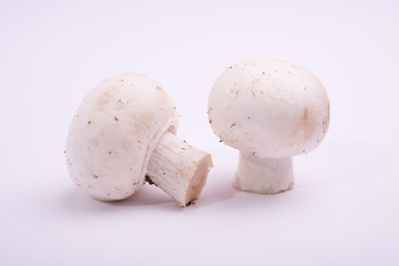 raw mushrooms champignon - agaricus bisporus