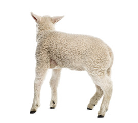 Lamb (8 weeks old) isolated on white