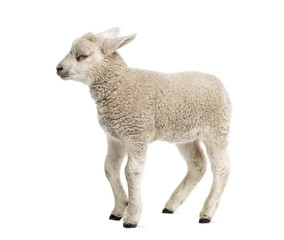 Lamb (8 weeks old) isolated on white