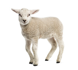 Obraz premium Lamb (8 weeks old) isolated on white