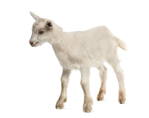 Goat kid (8 weeks old) isolated on white