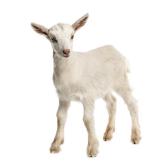 Obraz premium Goat kid (8 weeks old) isolated on white