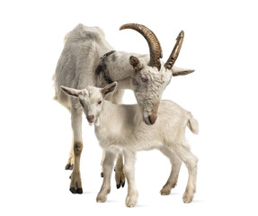 mother goat and her kid (8 weeks old) isolated on white