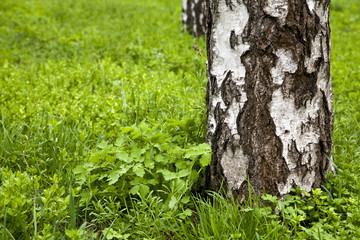 Obraz premium barrel of tree and young green grass