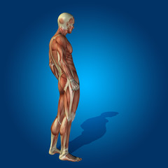 Conceptual 3D human man health anatomy