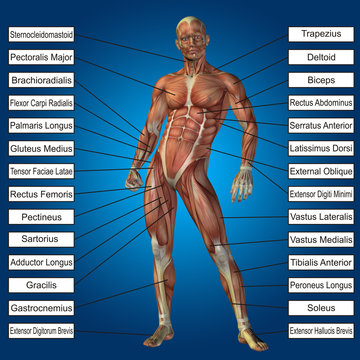 3D human male anatomy with muscles and text