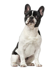 French Bulldog puppy (6 months old)