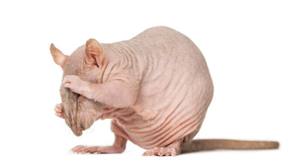 Hairless rat cleaning itself