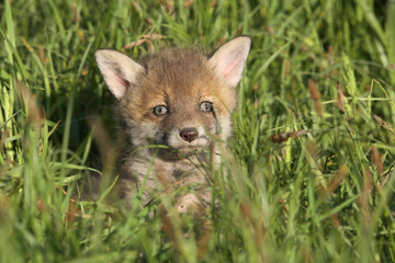 Obraz na płótnie Canvas Red fox cub