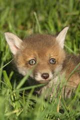 Red fox cub
