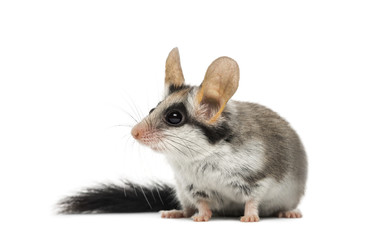 Obraz premium Asian garden dormouse (Eliomys melanurus) isolated on white