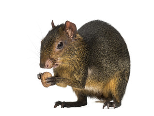 green acouchi eating, Myoprocta pratti, isolated on white