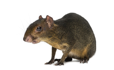 green acouchi eating, Myoprocta pratti, isolated on white