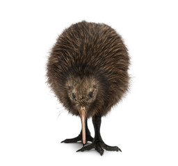 North Island Brown Kiwi, Apteryx mantelli, 3 months old