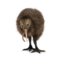 North Island Brown Kiwi eating an Earthworm Apteryx mantelli, 3
