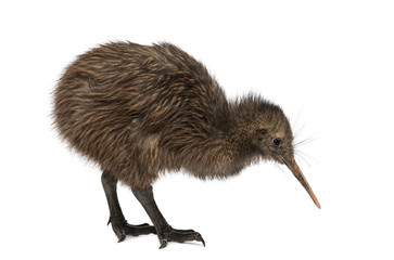 North Island Brown Kiwi, Apteryx mantelli, 3 months old