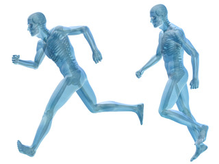 3D human man anatomy isolated