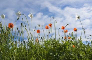 White and red poppies