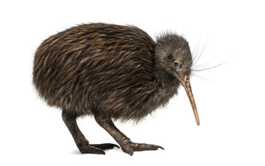 North Island Brown Kiwi, Apteryx mantelli