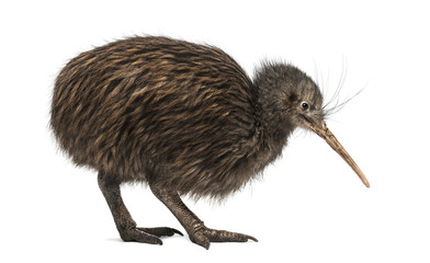 North Island Brown Kiwi, Apteryx mantelli
