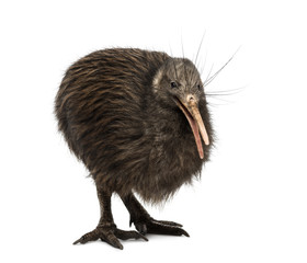 North Island Brown Kiwi, Apteryx mantelli