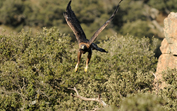 agula real vuela  en la dehesa