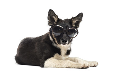 Border collie lying and wearing sunglasses