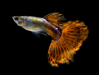 Guppy fish Isolated on Black Background